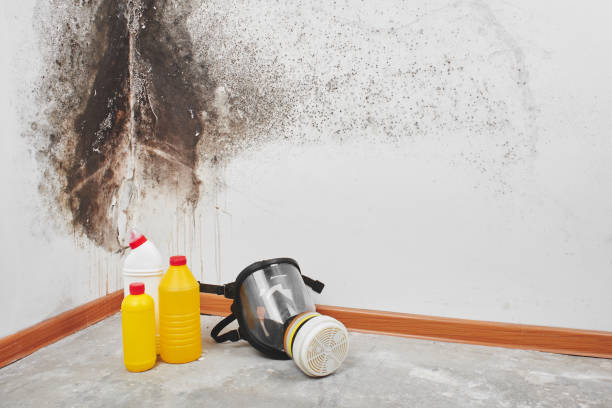 Office Mold Removal Services in Bogalusa, LA