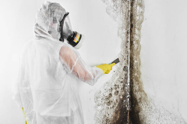 Best Residential Mold Removal  in Bogalusa, LA