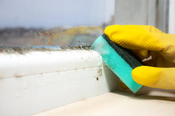 Best Mold Remediation Experts  in Bogalusa, LA