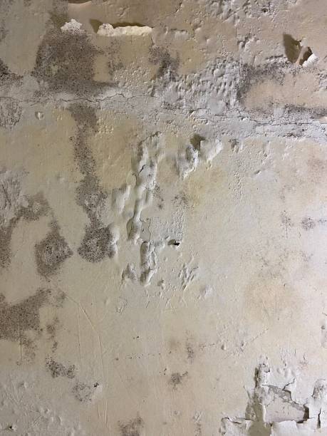 Reliable Bogalusa, LA Mold Removal Solutions