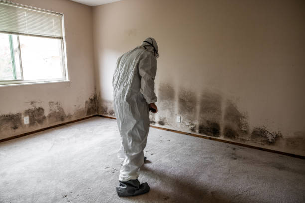 Best Mold Damage Repair  in Bogalusa, LA