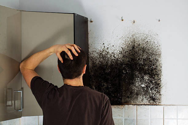 Mold Testing and Removal in Bogalusa, LA